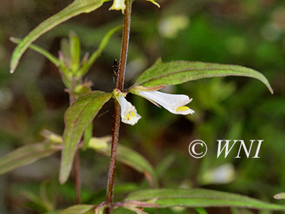 American Cow-wheat (Melampyrum lineare)